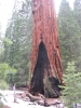 PICTURES/Sequoia National Park/t_Grant Grove - California Tree2.JPG